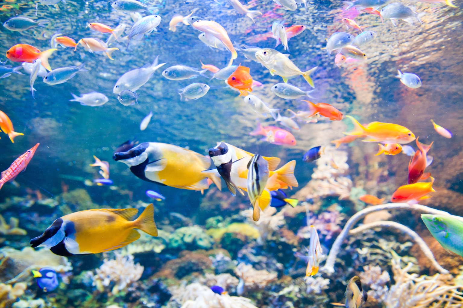 colorful-fish-in-aquarium-2022-11-08-03-08-29-utc